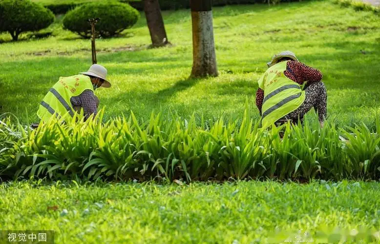 新密城市绿化带植物叫什么