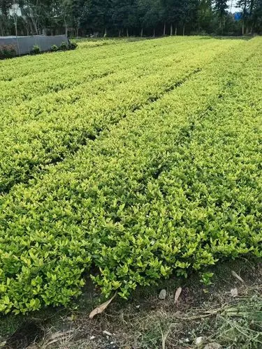 大冶园林绿化草坪批发市场